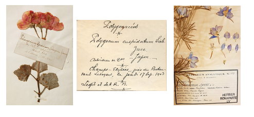 Herbier Roland Bonaparte