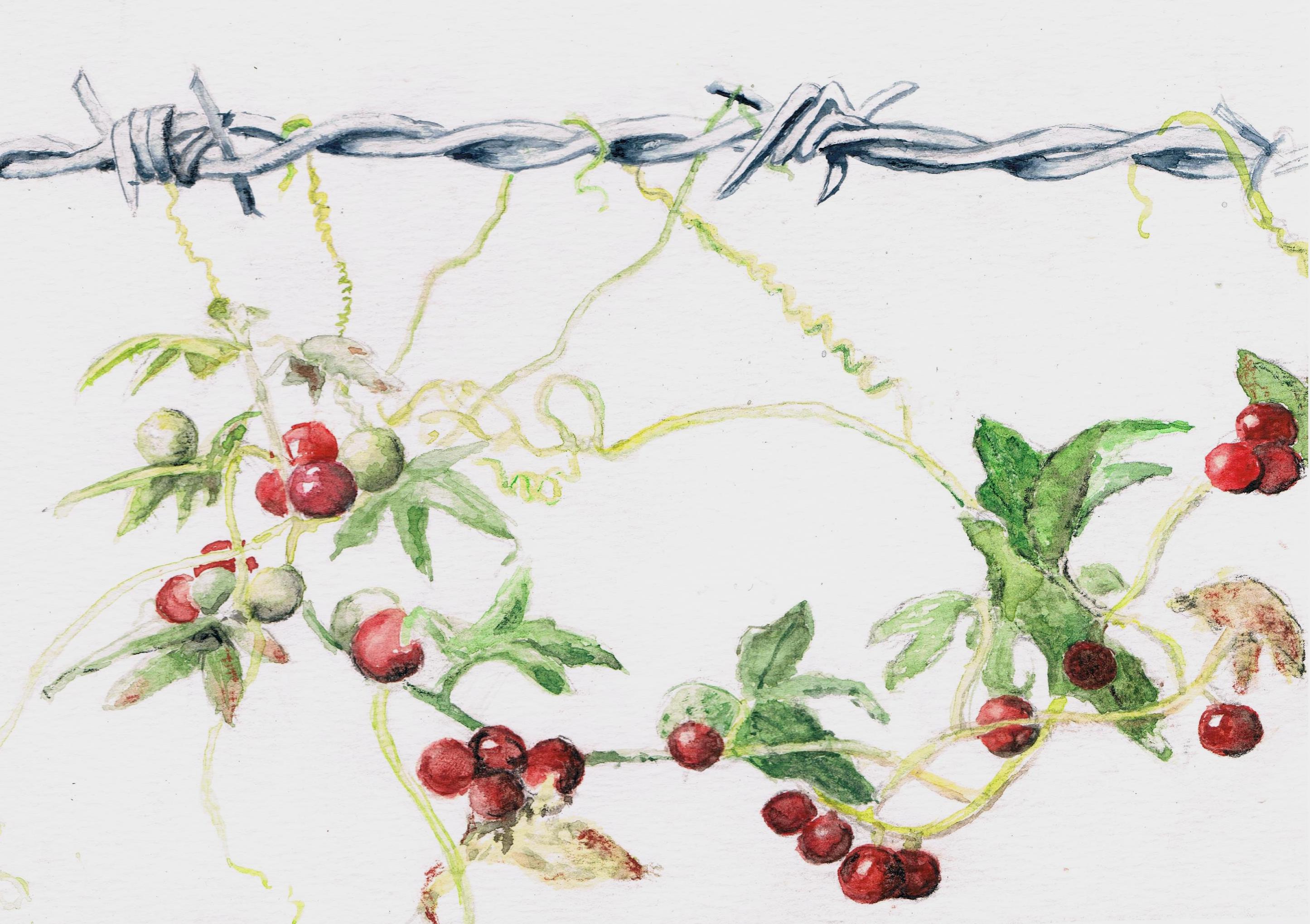 bryone fruits