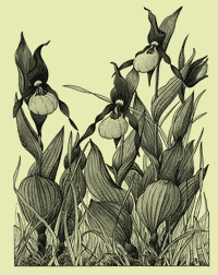dep3_Cypripedium