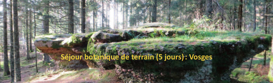 sortie-vosges0